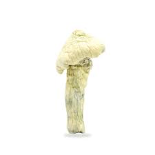 Great White Monster (Psilocybe Cubensis) – Magic Mushroom